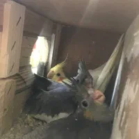 عروس هلندی مولد ‌طوطی برزیلی مولد|پرنده|گرمدره, |دیوار