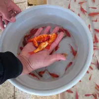 ماهی قرمز|ماهی|یزد, |دیوار