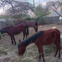 فروش ۷راس اسب مادیان ونریان وکره