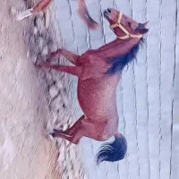 اسب و کره اسب|اسب و تجهیزات اسب‌سواری|کازرون, |دیوار