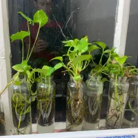 گیاه طبیعی پتوس با گلدون شیشه ای