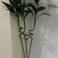 سه شاخه گل بامبو بدون گلدان