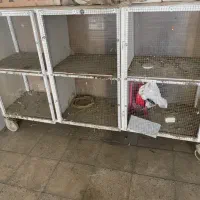 جفتکن کبوتر