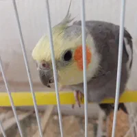 چهار عدد عروس هلندی