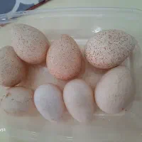 تخم بوقلمون نطفه دار برنز