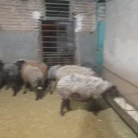 گوسفند چندقلوزا(هترو)