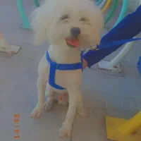 واگذاری سگ شیتزو کراس