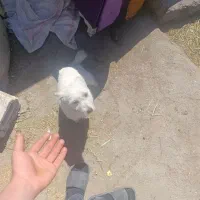 سگگ