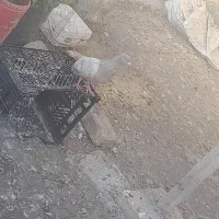 دو ماده هوایی