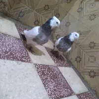 یه جفت کبوتر طوقی