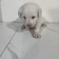 واگذاری|سگ|مشکین‌دشت, |دیوار