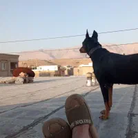 سگ دوبرمن ماده جون