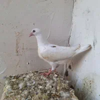 جوجه المانی|پرنده|مشهد, ادیب نیشابوری (شهرک غرب)|دیوار