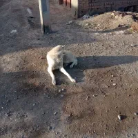 سگ گله ای|سگ|درمیان, |دیوار