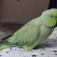 طوطی ملنگو نر سخنگو