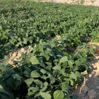 لوبیا سبز تازه تازه سفارشات