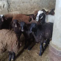 بر نر