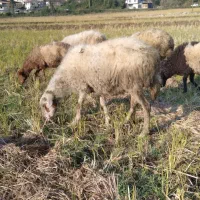 گوسفند ماده۶تا|حیوانات مزرعه|املش, |دیوار