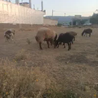 قوچ فروشی