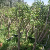 درخت نهال خرمالو کرج،کن پرس پرس