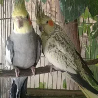 جفت عروس هلندی مولد