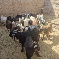 بزغاله دو رگ نیم گوشت|حیوانات مزرعه|بجستان, |دیوار