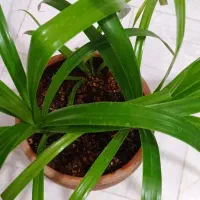 گیاه پاندانوس|گل و گیاه طبیعی|قم, نیروگاه|دیوار