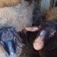 فروش بره و میش