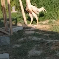 خورس لاری اصل اصل