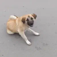 گمشده|حیوانات|میانه, |دیوار