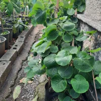 فروش نهال کیوی هایواردپیوندی و توسرخ