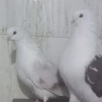 کبوتر دوبالی نوک ریژ