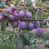 فروش-باغ-در-نوبهار