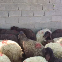 بره