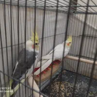 یه جفت عروس هلندی کارداده|پرنده|اسلامشهر, شهرک سعیدیه|دیوار