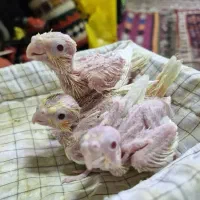 جوجه عروس هلندی سرلاکی لوتینو 20 روزه