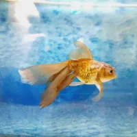 ماهی کله شیری طلایی دم بلند و باله بلند