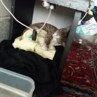 گم شدن توله گربه