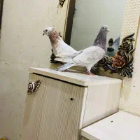 کفتر سار سرور تخته شکلاتی موشی طاووسی جفتگاه پرشی