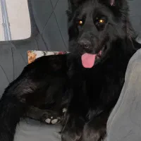 ژرمن ماده اصیل