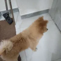 سگ پا کوتاه نژاد پامر گرگی سالم سالم|سگ|تهران, یاخجی آباد|دیوار