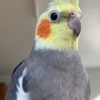 عروس هلندی نر