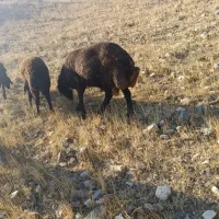 قوچ یک ساله همو