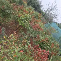 تعدادی گلهای زمینی و خیزران گلدانی موجوده