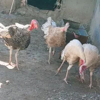 بوقلمون نر ۶ عدد|حیوانات مزرعه|اردبیل, |دیوار