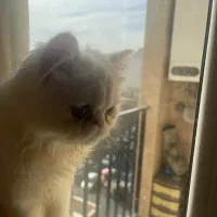 گربه پرشین سوپر فلت ماده عقیم شده