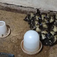 فروش اردک خارجی