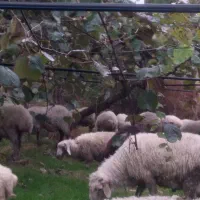 فروش گوسفند نر وماده|حیوانات مزرعه|تالش, جوکندان|دیوار