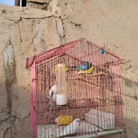 مرغ عشق|پرنده|بندر ماهشهر, |دیوار