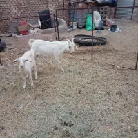 فروش دوراس بزغاله نروماده سانن